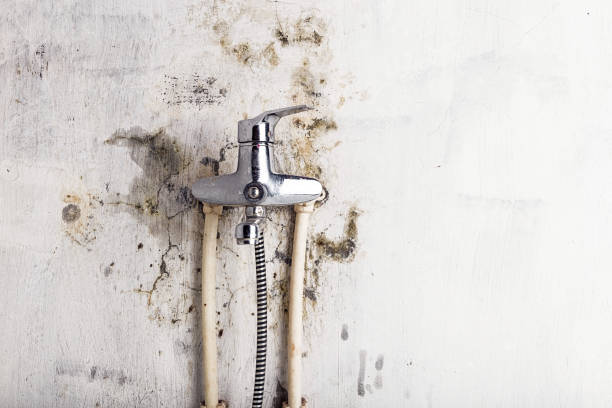 Best Health and Safety Mold Remediation in Lodi, OH