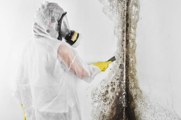 Best Kitchen Mold Remediation in Lodi, OH