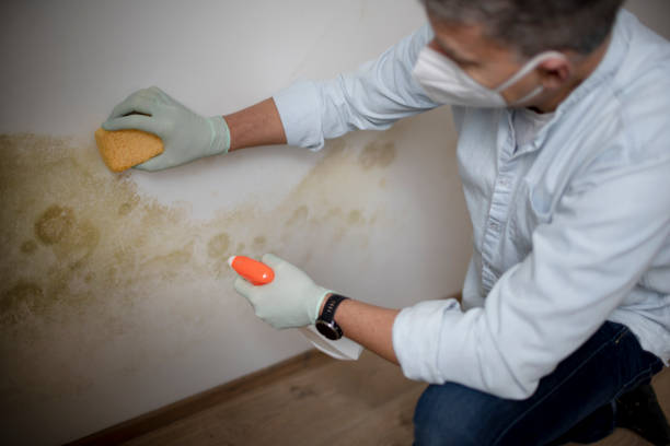 Best Bathroom Mold Remediation in Lodi, OH