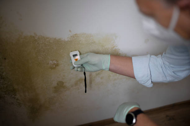 Best Residential Mold Remediation in Lodi, OH