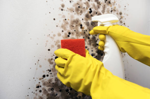 Best Attic Mold Remediation in Lodi, OH
